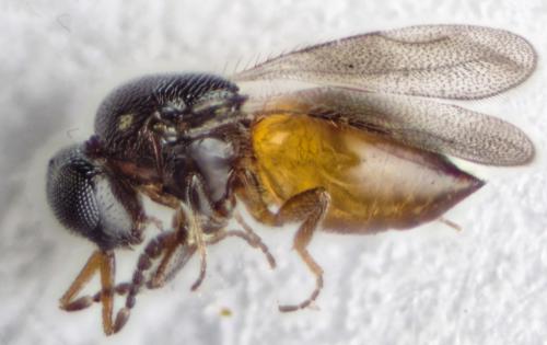 Aphanogmus sp.